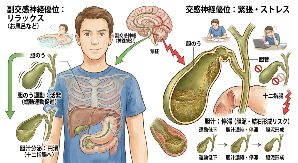 自律神経と胆のうの動き

左：リラックス（お風呂など）→胆のうが活発に動く。右：緊張・ストレス→胆のうが止まって胆汁が停滞する対比図