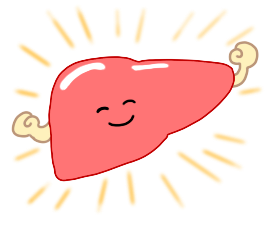 板橋の整体アトリエ整骨院の肝臓イラスト